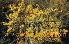 Limonium aureum extract