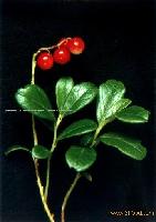 Lingonberry anthocyanin