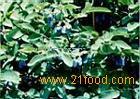 Lonicera edulis extract