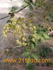 Sambucus williamsii  extract 