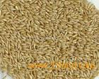 Avena sativa Extract