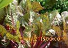 Beta Vulgaris extract