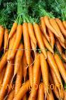 Daucus carota Extract