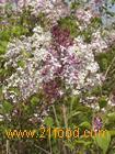 Syringa oblata extract