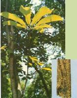 Officinal Magnolia Bark Extract