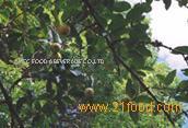 Passionfruit Juice Concentrate