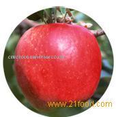 Apple Puree Concentrate
