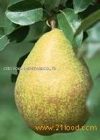 Pear Puree concentrate