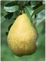 Pear Juice Concentrate