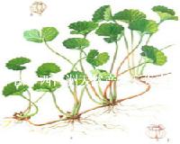 centella asiatica extract