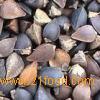 Roasted buckwheat kernel 4