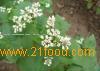 Roasted buckwheat kernel 9