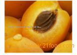 Apricot Puree 30/32% Brix