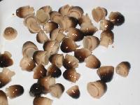 Straw mushrooms