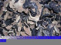 Black  fungus   mushroom 