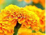 Marigold Oleoresin Oil Soluble