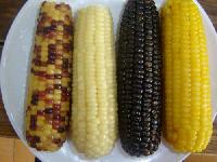  frozen   glutinous   corn 