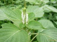 Perilla seed oil