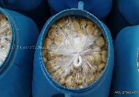 mushroom in brine