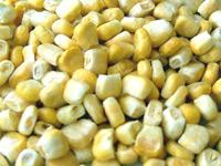 FD Sweet corn