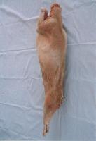Frozen Lamb Carcass