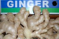 Fresh  ginger 