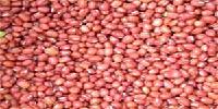 Red   small   bean 