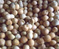 Chickpea