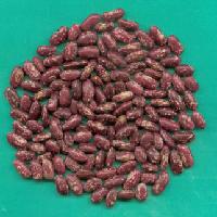 Purple flower kidney bean