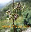 Silene otites P.E.