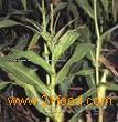  Corn   Stigma  P.E.