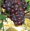 Grape Seed Extract