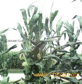Yubraska - Super Corns for  Feeder s and Processors