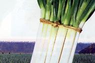 Green Chinese onion