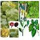 Herbal Extracts