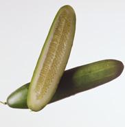 Freeze  Dry   Cucumber  Dice