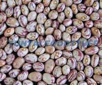 LIGHT SPECKLED KIDNEY BEAN