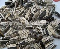 SUNFLOWER SEED