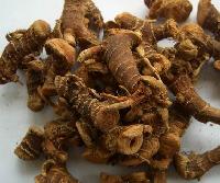 galangal,galanga