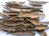 cassia,cassia broken