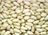 Blanched Peanut Kernels