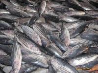  Skipjack  Tuna
