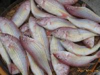 Frozen seafish
