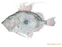 John Dory fillets