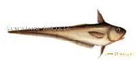 Grenadier fillets