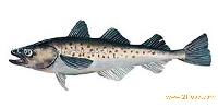 Alaskan Pollack fillets