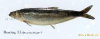 Herring