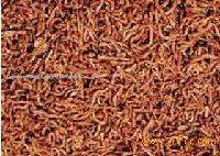 freeze dried bloodworms