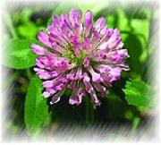  Red   clover   flower  P.E.