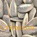 Roasted & Salted Sunflower Inshell